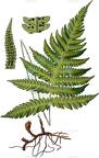 Phegopteris connectilis