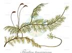 Thuidium tamariscinum