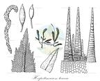 Herpetineuron toccoae