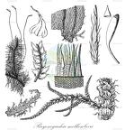Bryonoguchia molkenboeri