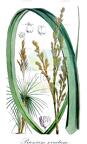 Prionium serratum