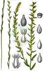 Thymelaea passerina