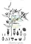 Lasiadenia rupestris