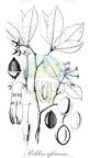 Peddiea africana