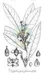 Daphnopsis fasciculata