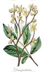 Dirca palustris