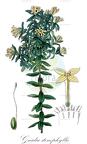 Gnidia stenophylla