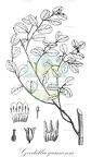 Goodallia guianensis