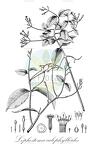 Lophostoma calophylloides