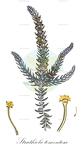 Struthiola tomentosa