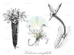 Lachnaea eriocephala