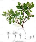 Ovidia andina