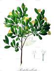 Restella alberti