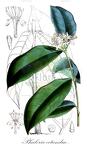 Phaleria octandra