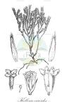 Kelleria ericoides