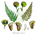 Thyrsopteris elegans