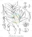 Ticodendron incognitum