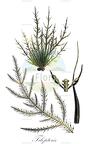 Tilopteris