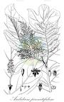 Aralidium pinnatifidum