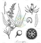 Tovaria diffusa