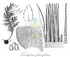 Trachyloma planifolium