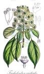 Trochodendron aralioides