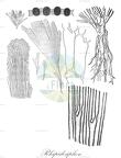 Rhipidosiphon