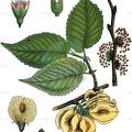 Ulmus minor
