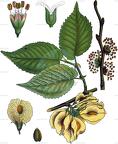 Ulmus minor