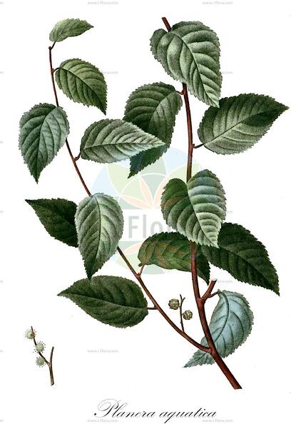 Planera aquatica