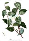Planera aquatica