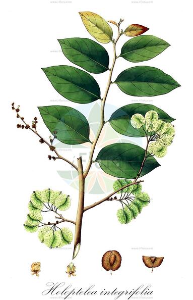 Holoptelea integrifolia