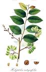 Holoptelea integrifolia