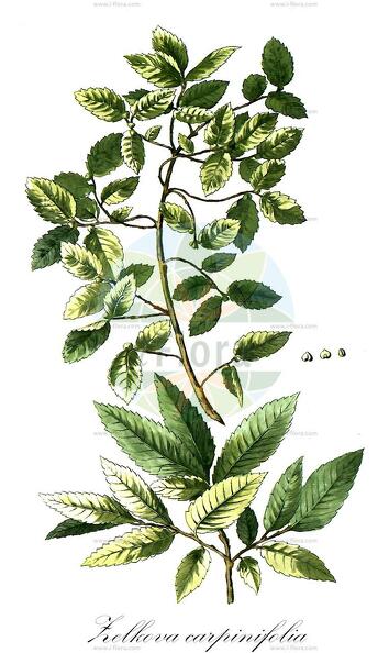 Zelkova carpinifolia