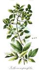 Zelkova carpinifolia