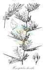 Hemiptelea davidii