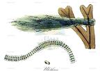 Ulothrix