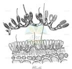 Ulvella