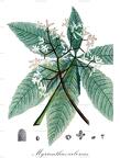 Myrianthus arboreus