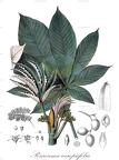 Pourouma cecropiifolia