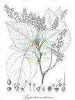 Laportea aestuans