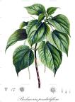 Boehmeria penduliflora