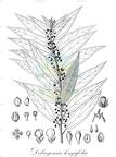 Debregeasia longifolia