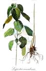 Laportea canadensis