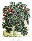 Procris repens