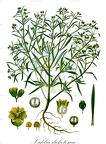 Vahlia dichotoma