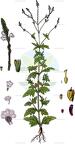 Verbena officinalis
