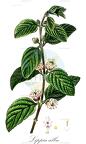 Lippia alba
