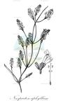 Neosparton aphyllum