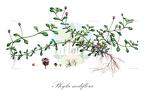 Phyla nodiflora